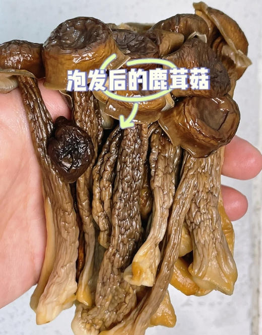 【益植鲜鹿茸菇】来啦！！ 鲜香美味，富含多种营养成分，配料只有水、盐、维c，自然风味！！ 真的很爱鹿茸菇👍 商品图1