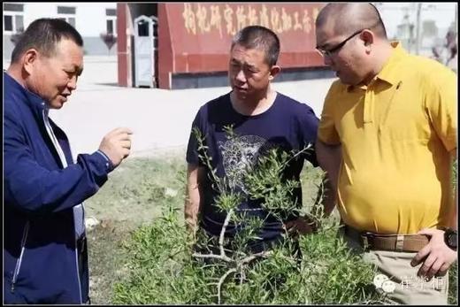 宁夏枸杞研究所出品 颗粒饱满 每袋240g 商品图6