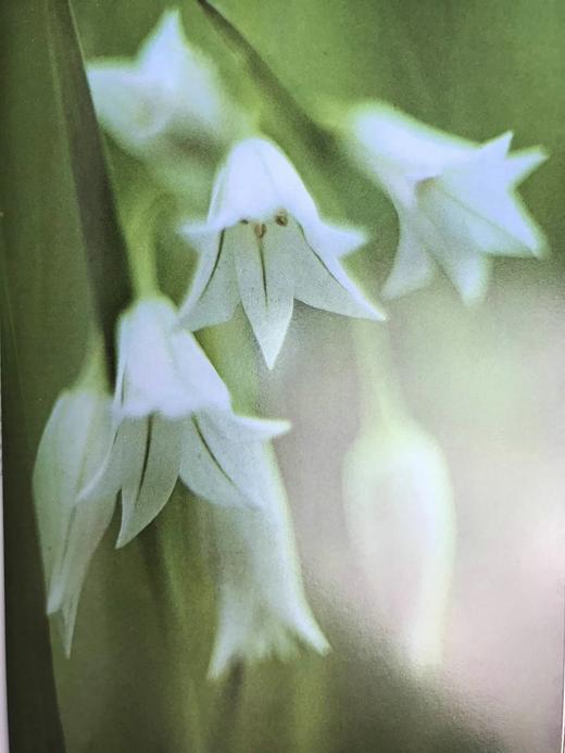 奥杜邦协会野花之书 数百幅彩色插图 精装大16开 商品图13