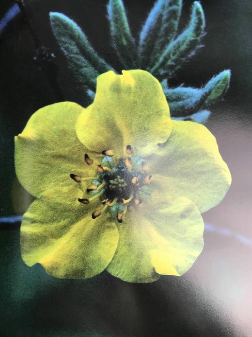 奥杜邦协会野花之书 数百幅彩色插图 精装大16开 商品图8