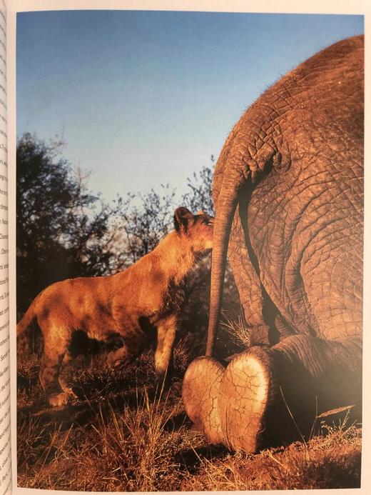 非洲动物王国图集 数百幅彩色插图 平装大16开 商品图11