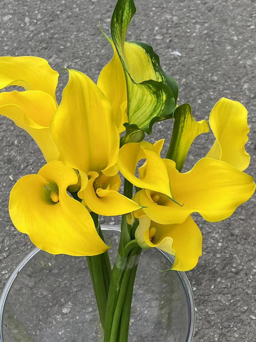 国产马蹄莲-【黄色】 商品图2