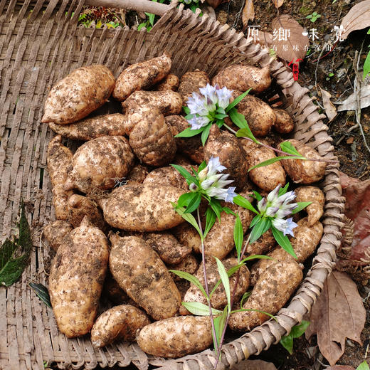 小草坝乌天麻（基地直发-顺丰包邮） | 3斤—5斤，来自云南昭通，生产者：杨德强【合作生产，公平贸易】 商品图9