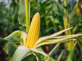 关于玉米的那些秘密，不看就亏大了！