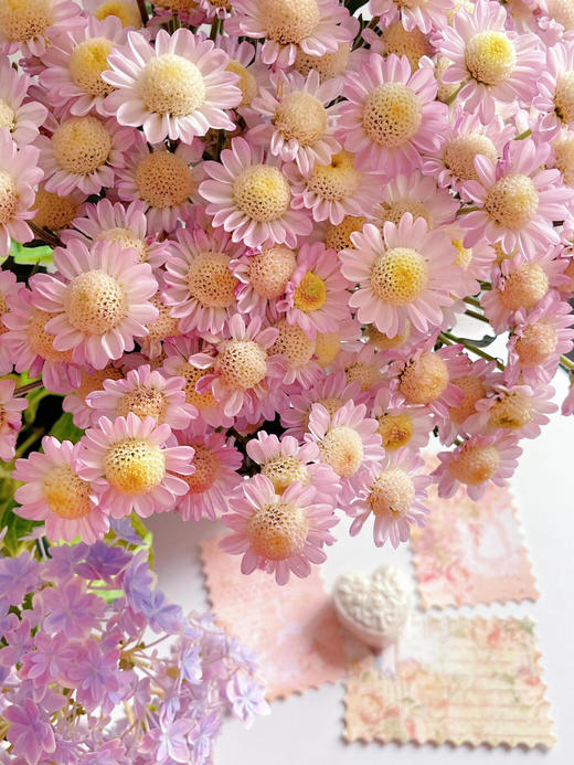 【AB级粉太阳小雏菊】5支/份 商品图4