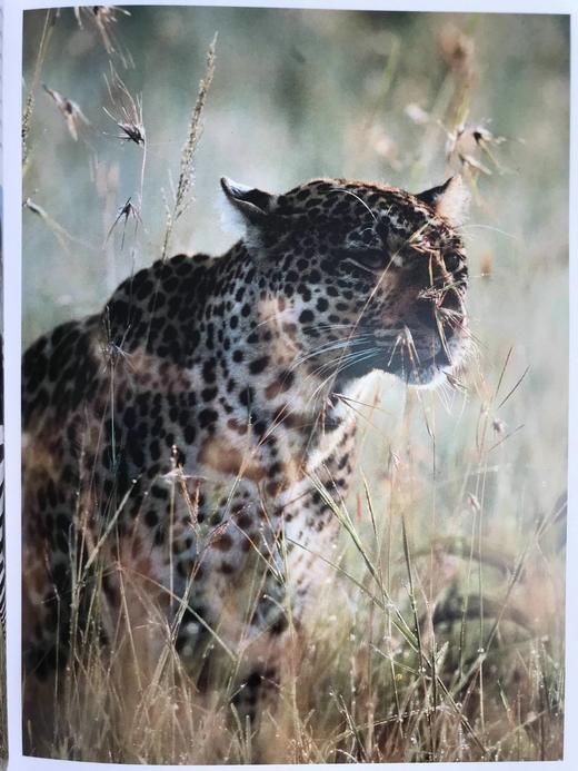 非洲动物王国图集 数百幅彩色插图 平装大16开 商品图12