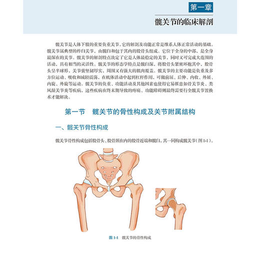 全髋关节置换术后关节脱位原因与处理 髋关节的骨性构成及关节附属结构 全髋关节假体的分类 主编陈廖斌 科学出版社9787030791269 商品图4