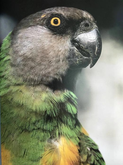 非洲动物王国图集 数百幅彩色插图 平装大16开 商品图14