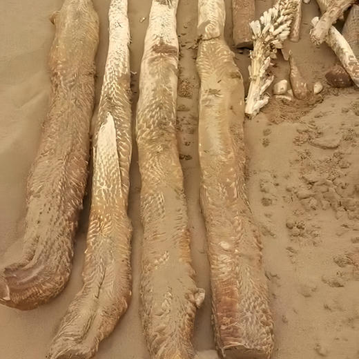 二象限油性肉苁蓉 野放种植 来自苍天般阿拉善（两年以上的品质） 商品图2