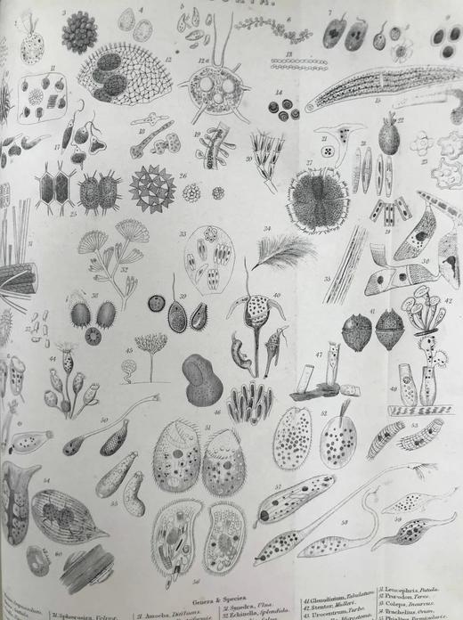 约19世纪后期 韦氏改进英语大辞典（全2卷） 数十页精美版画插图 真皮精装16开 商品图12