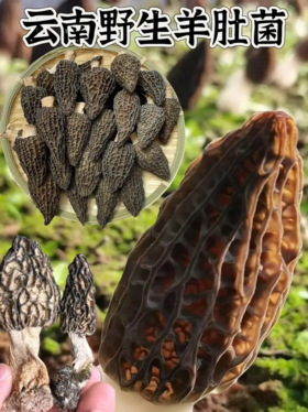 【高原采云南番外好物】2024年头茬剪柄羊肚菌干货云南特产营养菇150g