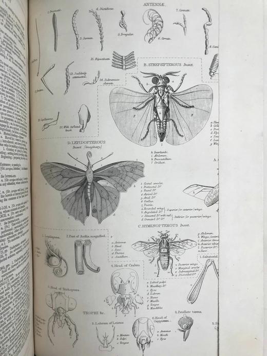 约19世纪后期 韦氏改进英语大辞典（全2卷） 数十页精美版画插图 真皮精装16开 商品图5