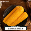 【代发】(需要冷冻储存 )创新榛纯玉米东北糯玉米黑龙江粘玉米小粒黄黏苞米甜糯臻纯玉米 商品缩略图0