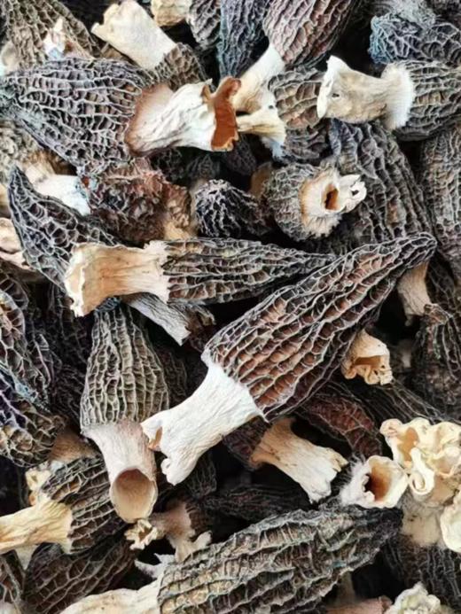 【高原采云南番外好物】2024年头茬剪柄羊肚菌干货云南特产营养菇150g 商品图3