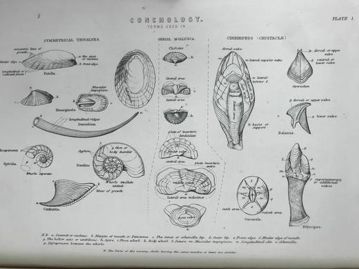 约19世纪后期 韦氏改进英语大辞典（全2卷） 数十页精美版画插图 真皮精装16开 商品图7