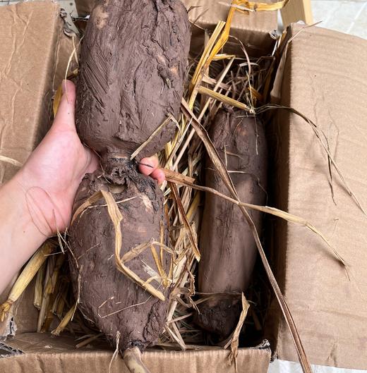 【人工现挖较慢需等待】生态莲藕（基地直发-申通包邮）| 多种规格，来自四川遂宁，生产者：廖勇【合作生产，公平贸易】 商品图5