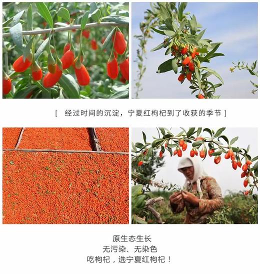 宁夏枸杞研究所出品 颗粒饱满 每袋240g 商品图9