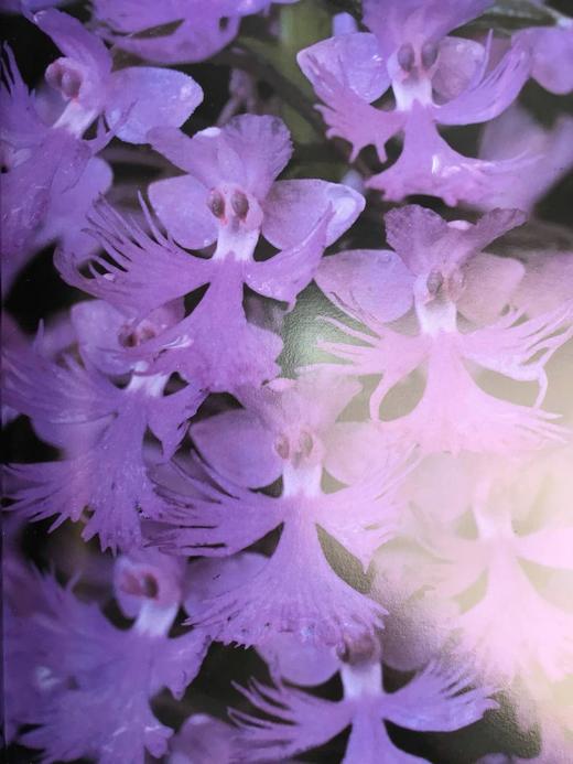 奥杜邦协会野花之书 数百幅彩色插图 精装大16开 商品图6