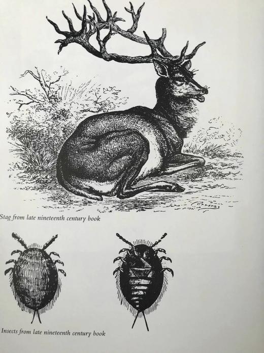 木版画技艺 百余幅插图 精装16开 商品图6