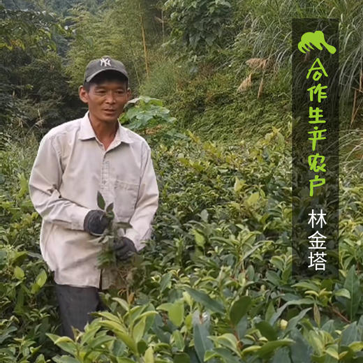 生态安溪铁观音  | 合作生产*Ecological Anxi Tie Guanyin | Partner Production 商品图5