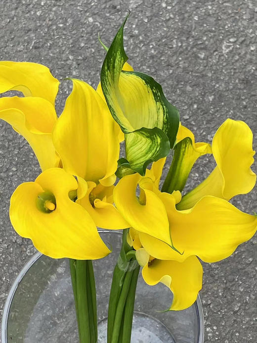 国产马蹄莲-【黄色】 商品图1