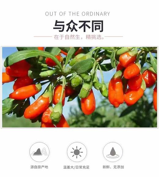 宁夏枸杞研究所出品 颗粒饱满 每袋240g 商品图3