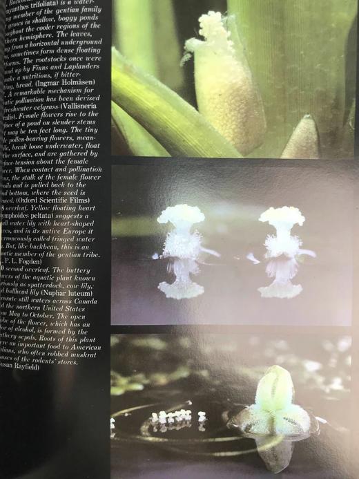 奥杜邦协会野花之书 数百幅彩色插图 精装大16开 商品图9