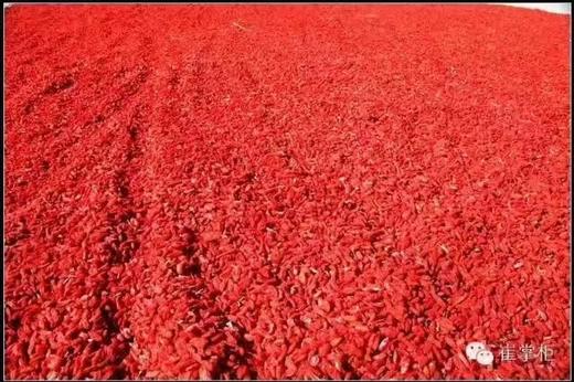 宁夏枸杞研究所出品 颗粒饱满 每袋240g 商品图12