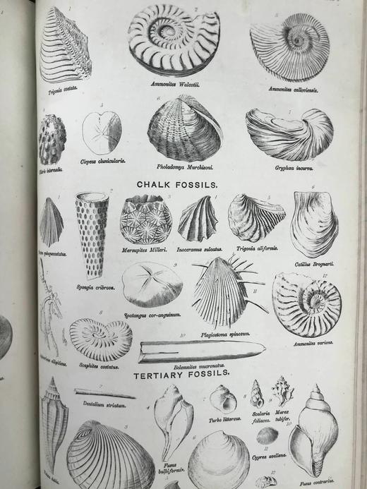 约19世纪后期 韦氏改进英语大辞典（全2卷） 数十页精美版画插图 真皮精装16开 商品图4