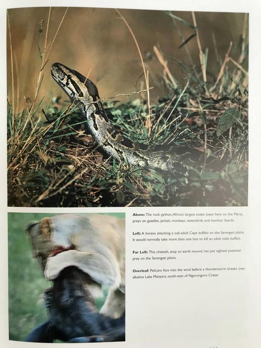 非洲动物王国图集 数百幅彩色插图 平装大16开 商品图7