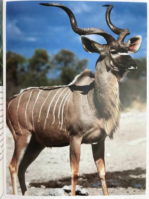 非洲动物王国图集 数百幅彩色插图 平装大16开 商品图13