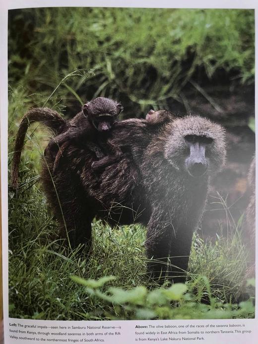 非洲动物王国图集 数百幅彩色插图 平装大16开 商品图10