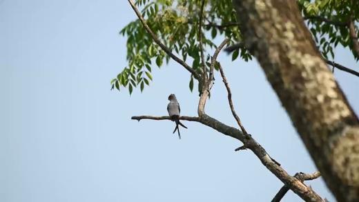 2024-9 综合阅读 《跟着杨老师去看鸟》之凤头雨燕 商品图0