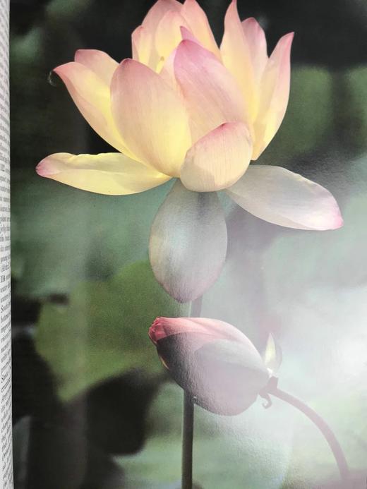 奥杜邦协会野花之书 数百幅彩色插图 精装大16开 商品图10