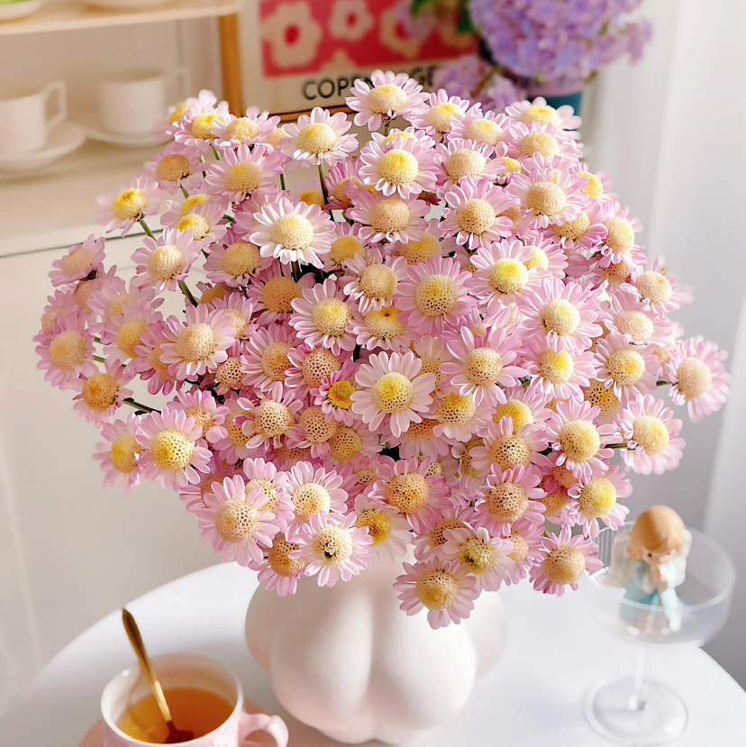 【AB级粉太阳小雏菊】5支/份