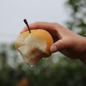 2025年度 畛甜秋月梨  第十二季 连续八年入选熊猫指南榜单  色若金 脆若冰  汁如蜜  甘若饴年货顺丰京东