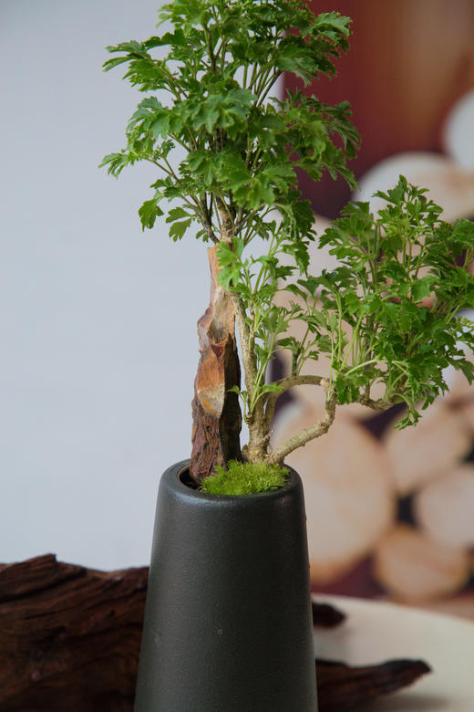 福禄桐 商品图1