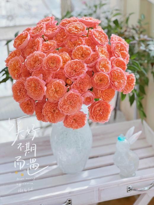 果汁系列多头玫瑰【不是夏日限定，是来日方长】简小姐精选新品 果汁多头玫瑰 10枝 2件包邮 顺丰空运直发 商品图7