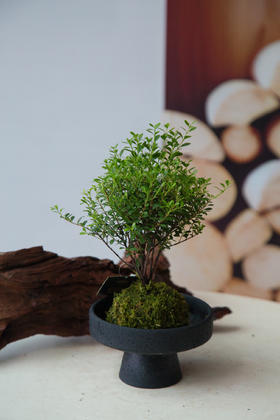 苔藓球-小叶赤楠