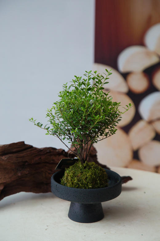 苔藓球-小叶赤楠 商品图0