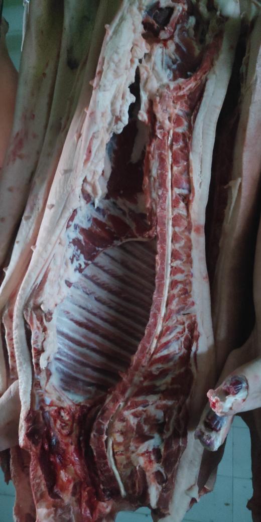 【藏香猪肉/香肠•鲜肉】#顺丰/京东 源自海拔3000米高原 生长于原始森林 肉质鲜香 商品图4