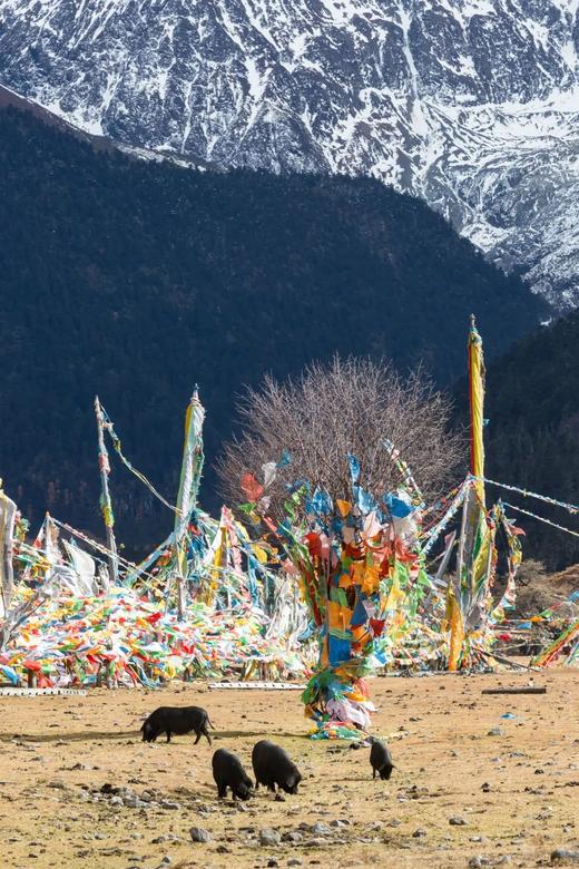 【藏香猪肉/香肠•鲜肉】#顺丰/京东 源自海拔3000米高原 生长于原始森林 肉质鲜香 商品图1