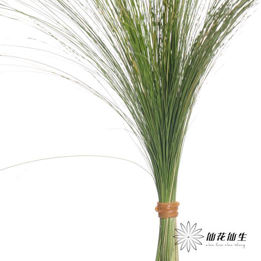 叶材 | 羽毛草（叶尖干枯发黄） 商品图1