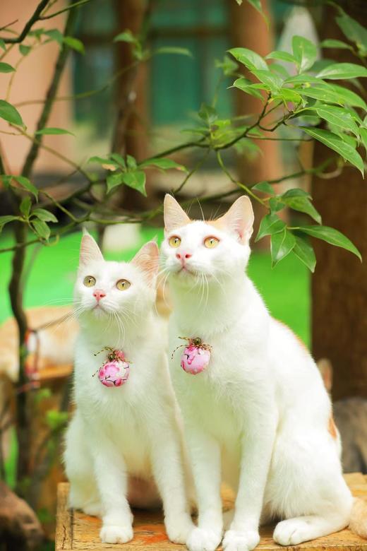 糗糗庄园-桃叶香包 纯手工制作 商品图8