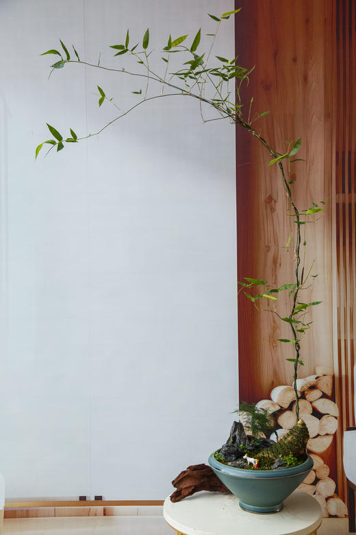 宝塔簕竹 商品图0