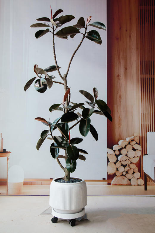 黑金刚 商品图0