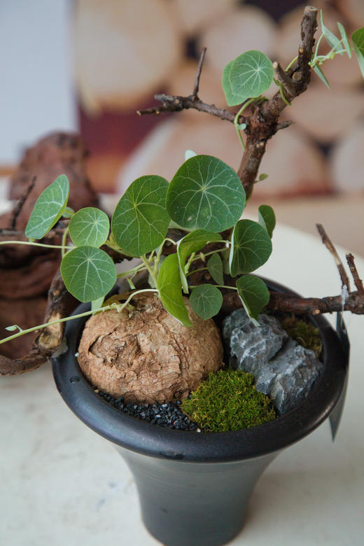 山乌龟 商品图1