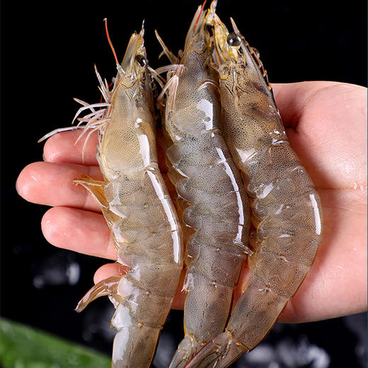 #顺丰冷链【渔趣多】海水大虾 盐冻虾 超大青岛海虾 冷冻白虾基围虾鲜活海鲜 商品图0