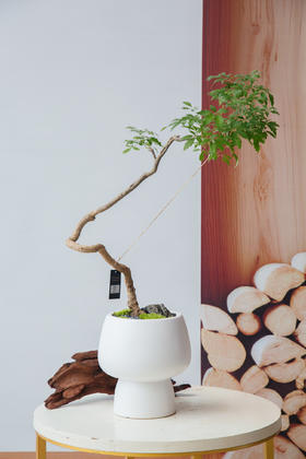 造型黄荆