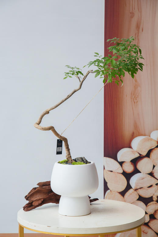 造型黄荆 商品图0